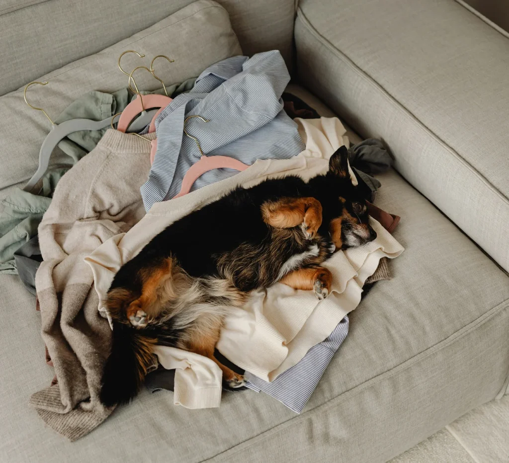Small dog asleep on a pile of blankets and clothes